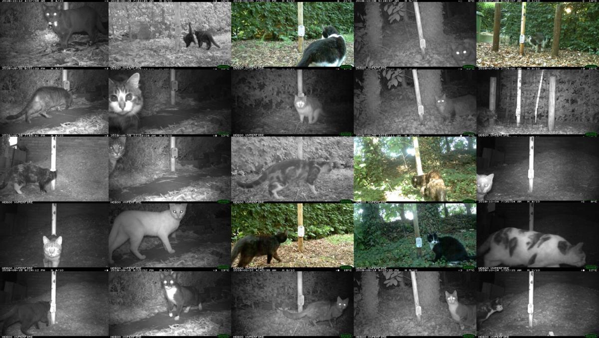 Compilatie camerabeelden