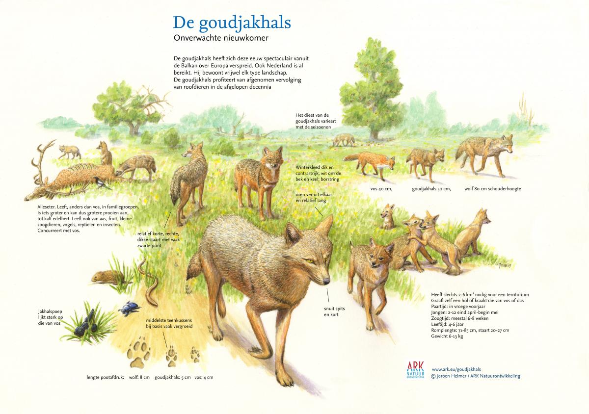 De goudjakhals - een onverwachte nieuwkomer
