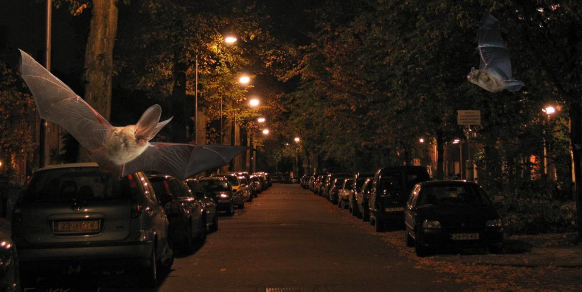 Urban Bats Meeting 2020