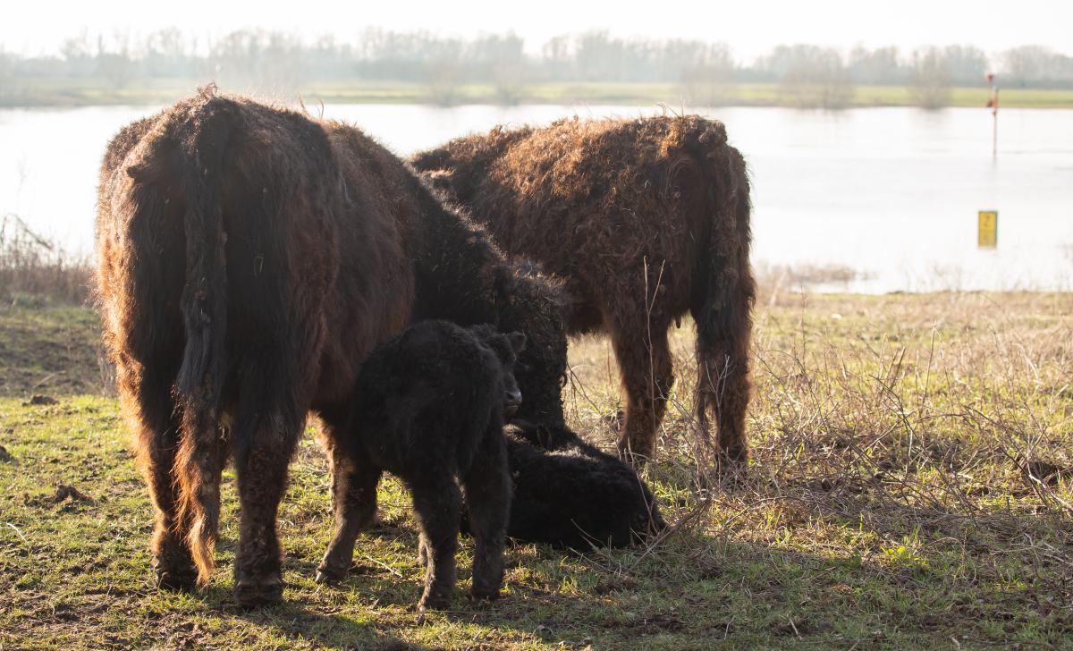 Grote grazers passen zich aan het hoge water aan