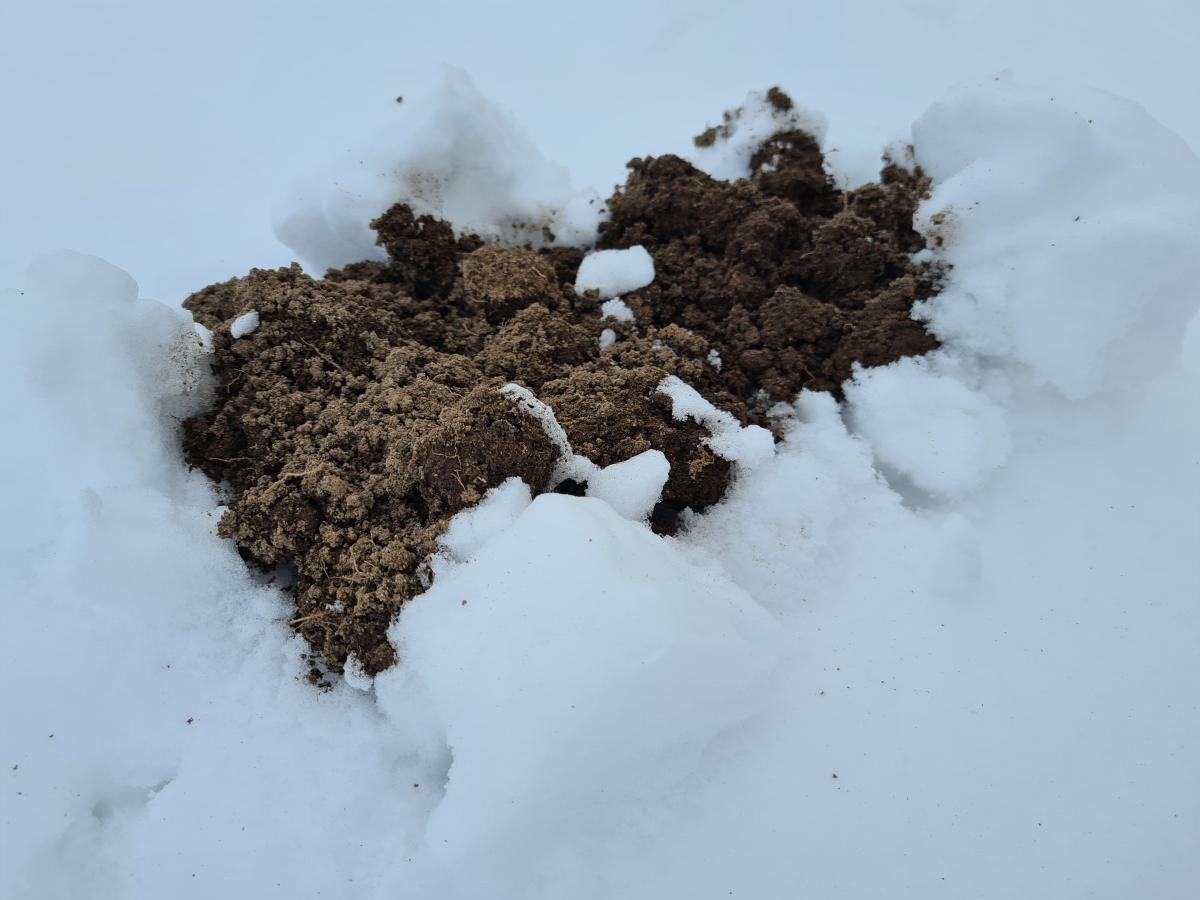 Molshoop in de sneeuw