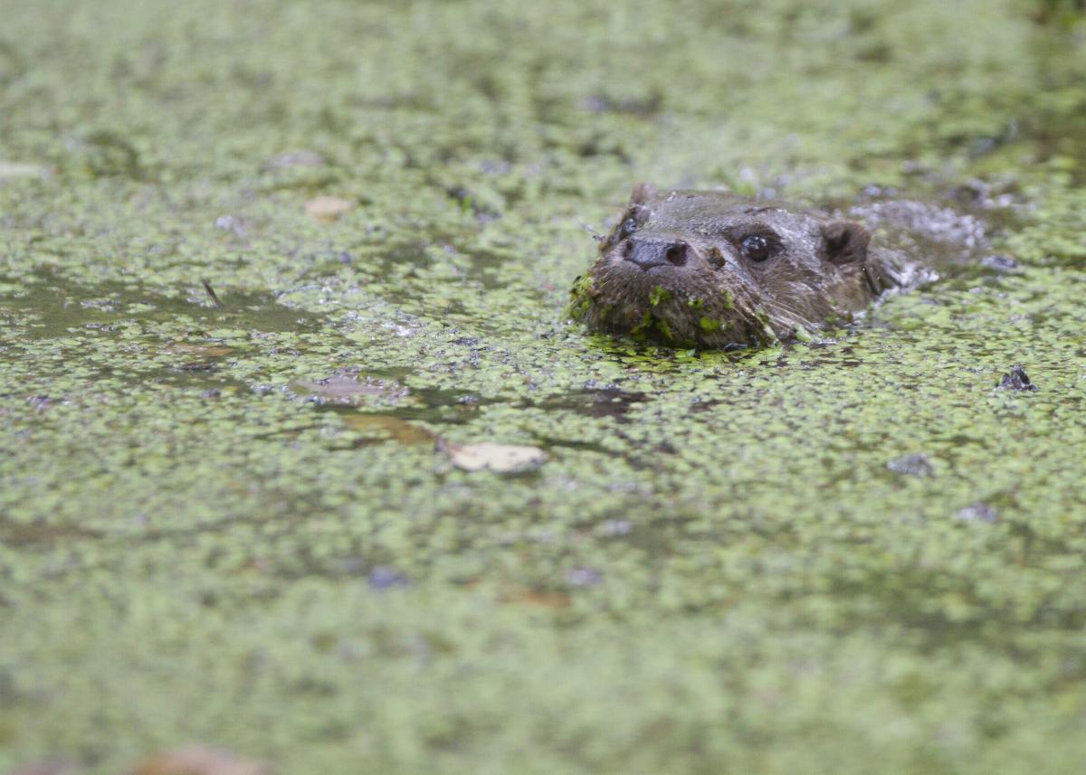 Otter (bron: Mark Zekhuis)
