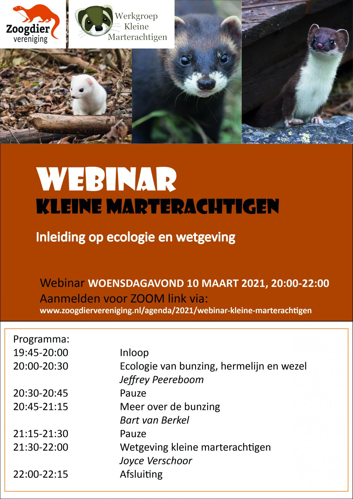 Flyer webinar kleine marterachtigen