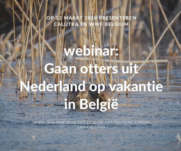 Webinar otter