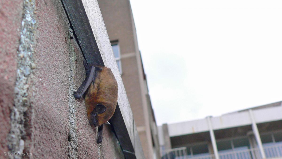 10de Vleermuizen in de Staddag De Zoogdiervereniging