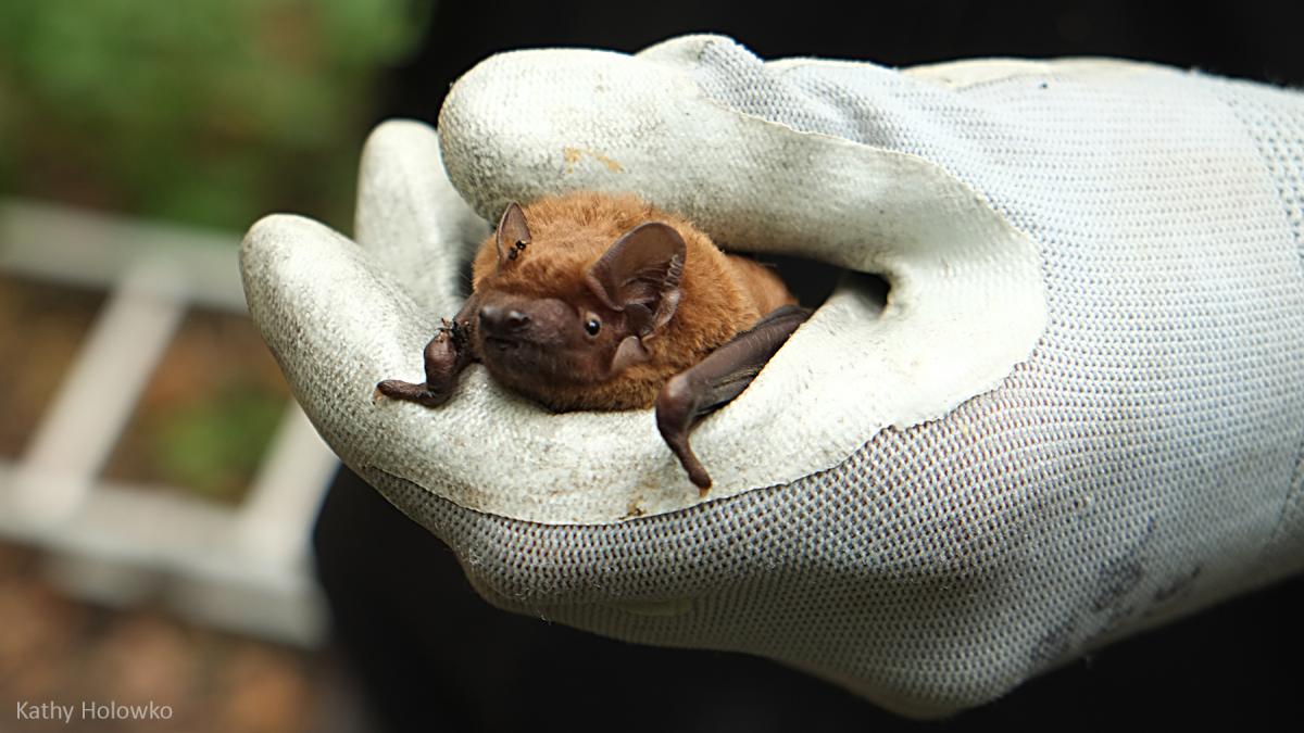 De rosse vleermuis is één van de grootste vleermuizen van Nederland.