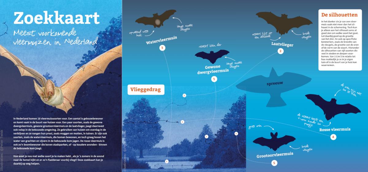 Zoekkaart van de meest voorkomende vleermuizen in Nederland
