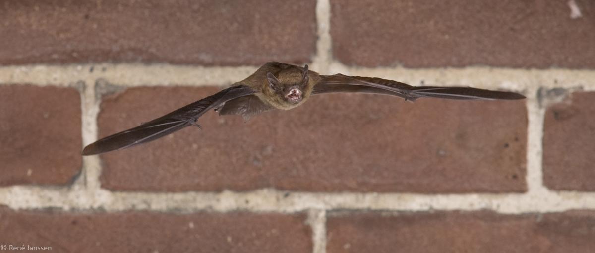 Gewone dwergvleermuis