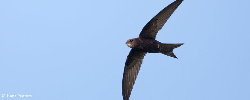 Gierzwaluw in vlucht