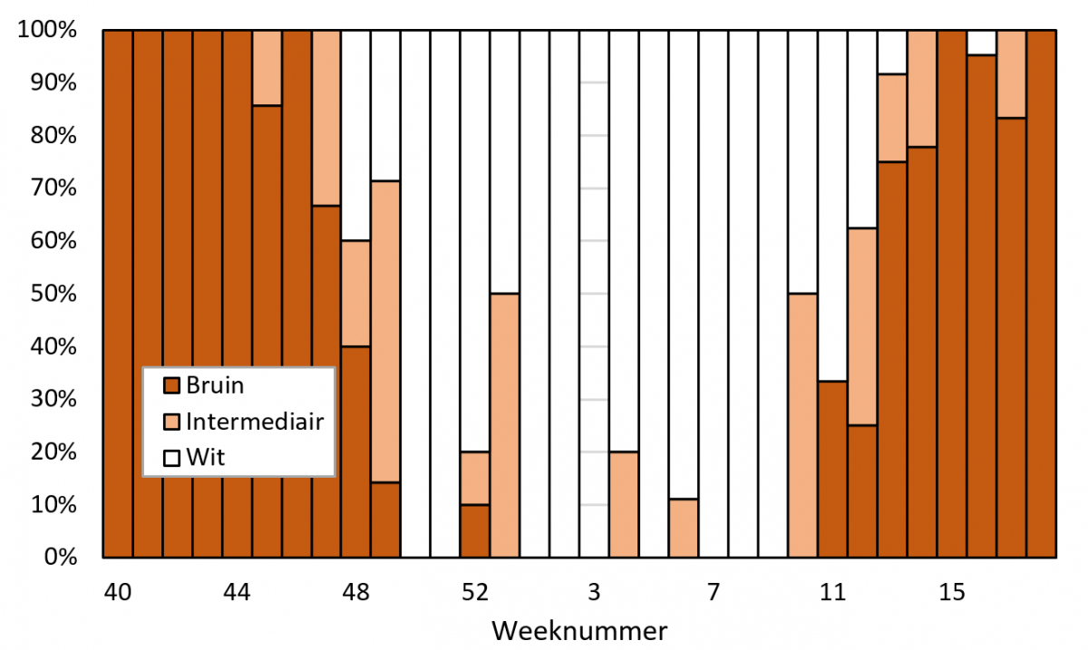 Figuur 2. Voorkomen van bruine, intermediaire en witte hermelijnen per standaardweek in de database van www.waarneming.nl in de periode 1 oktober 2018 t/m 3 januari 2021, alleen de maanden oktober t/m april. 