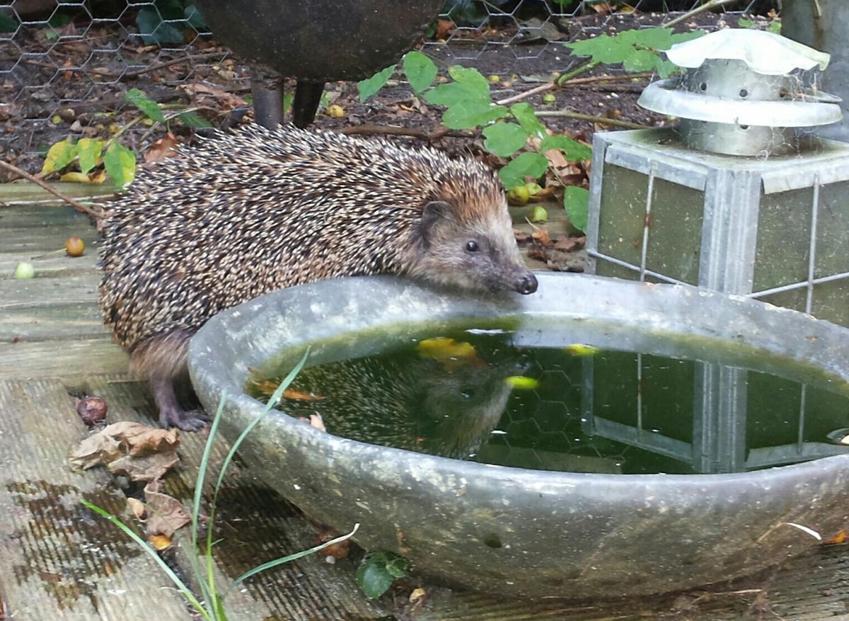 Egel (Bron Anita Nijboer)