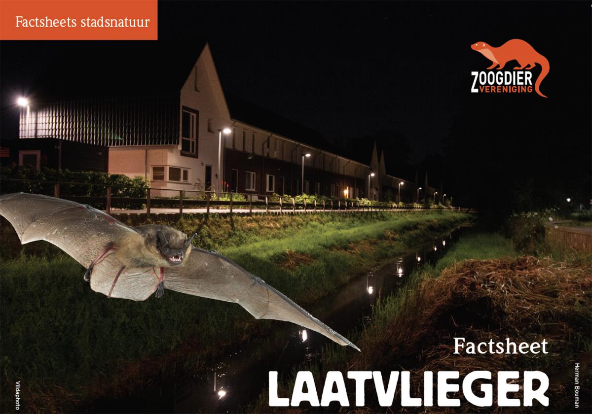 Factsheets Stadsnatuur: Laatvlieger