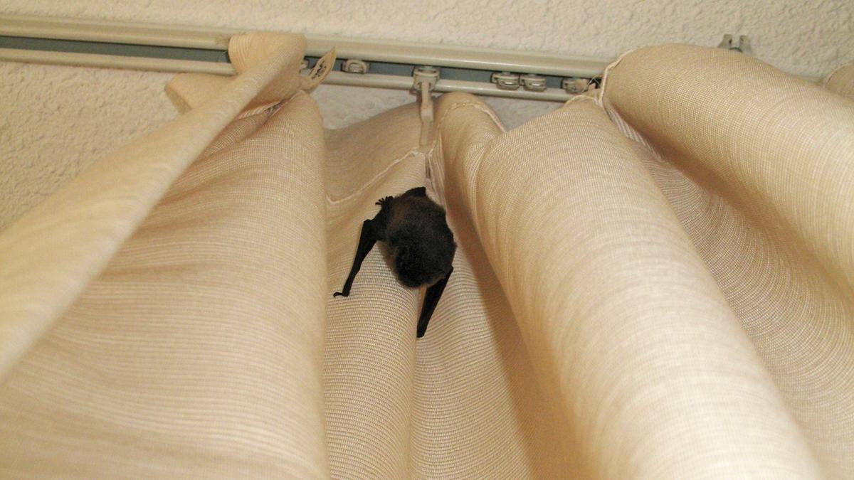 Per ongeluk binnengekomen vleermuizen verstoppen zich vaak in de gordijnen