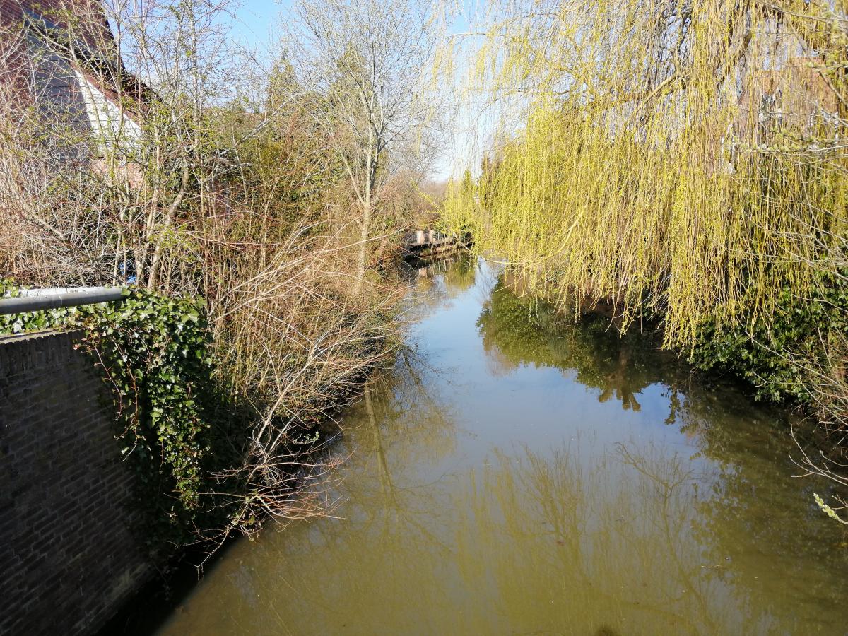 Ruige tuinen en bosschages langs het water in Zwolle Zuid