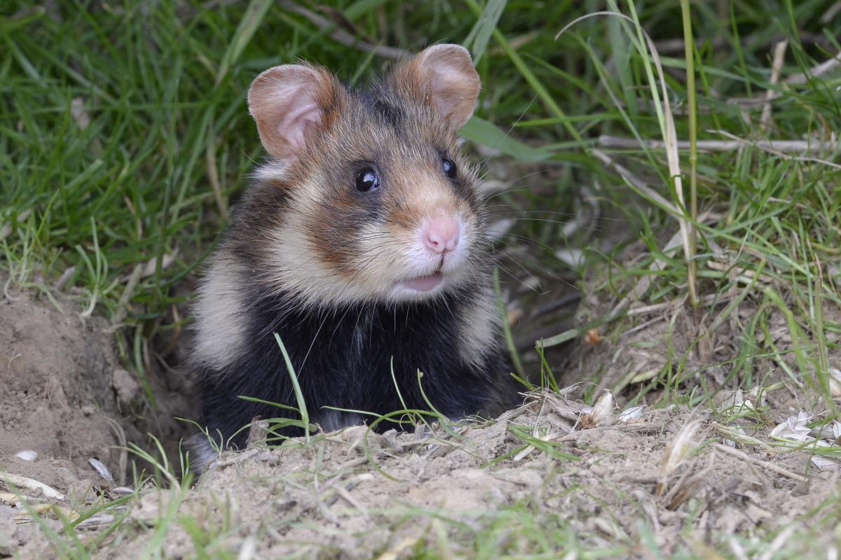 Hamster (foto: Henk van Harskamp)