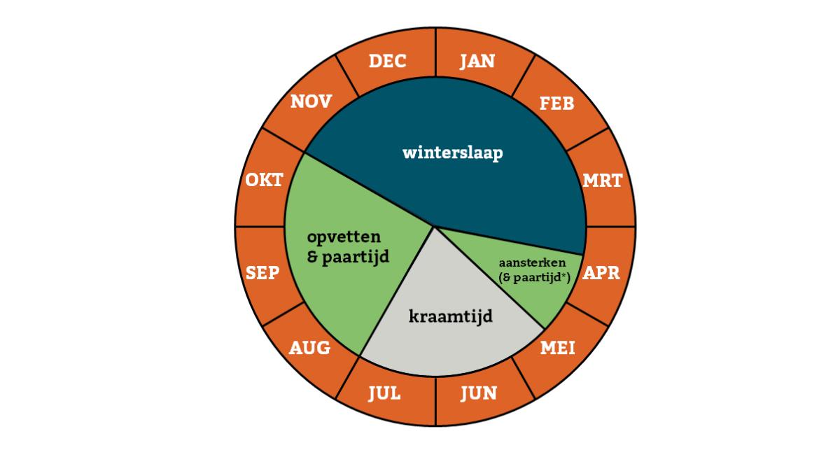 De jaarcyclus van vleermuizen: per soort kunnen de seizoensgrenzen variëren.