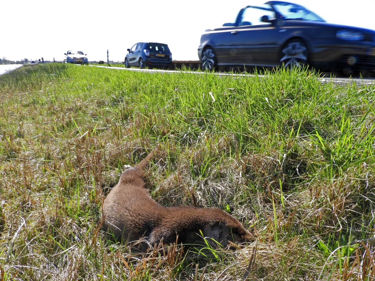 Otter verkeersslachtoffer