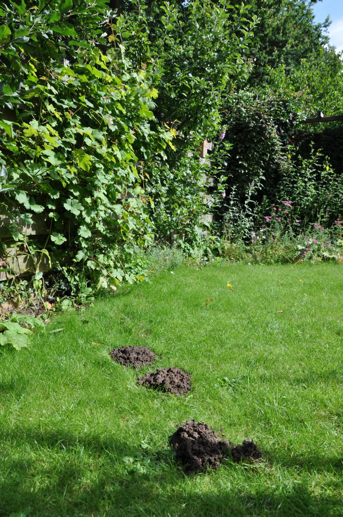 Molshopen in de tuin (foto: Stefan Vreugdenhil)