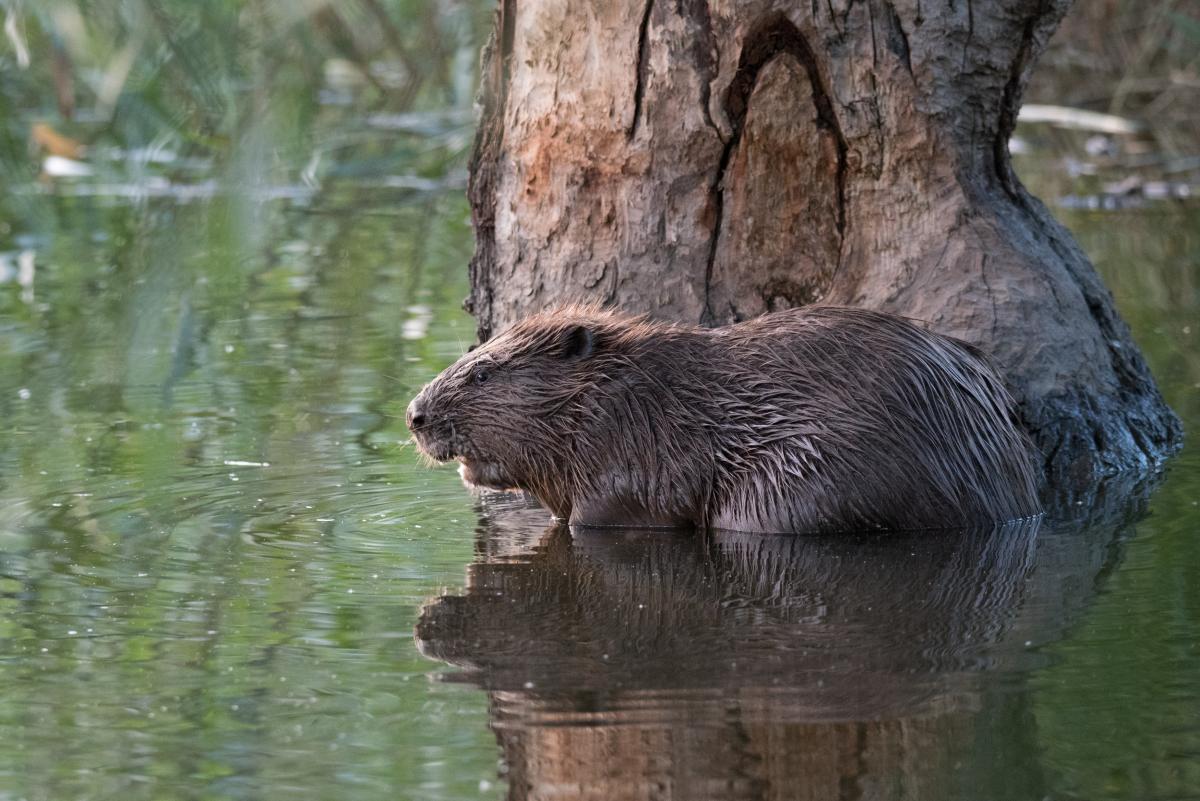 Bever (bron: Edwin Giesbers)