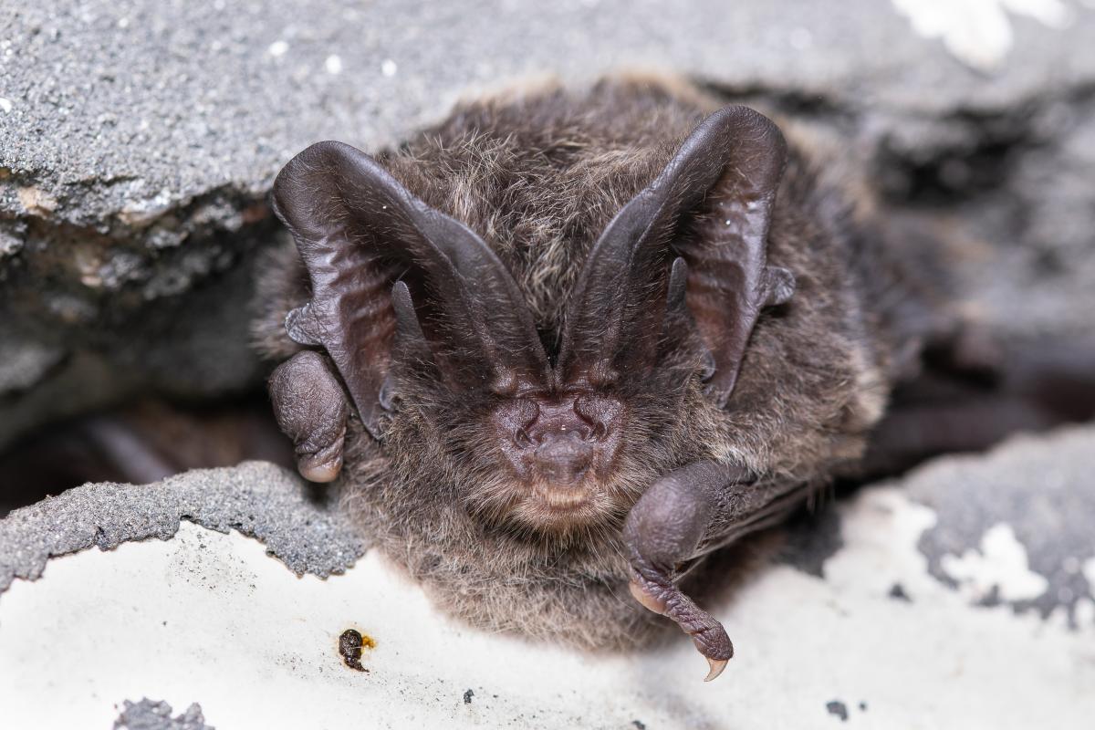 Mopsvleermuis (bron: Joris Verhees)