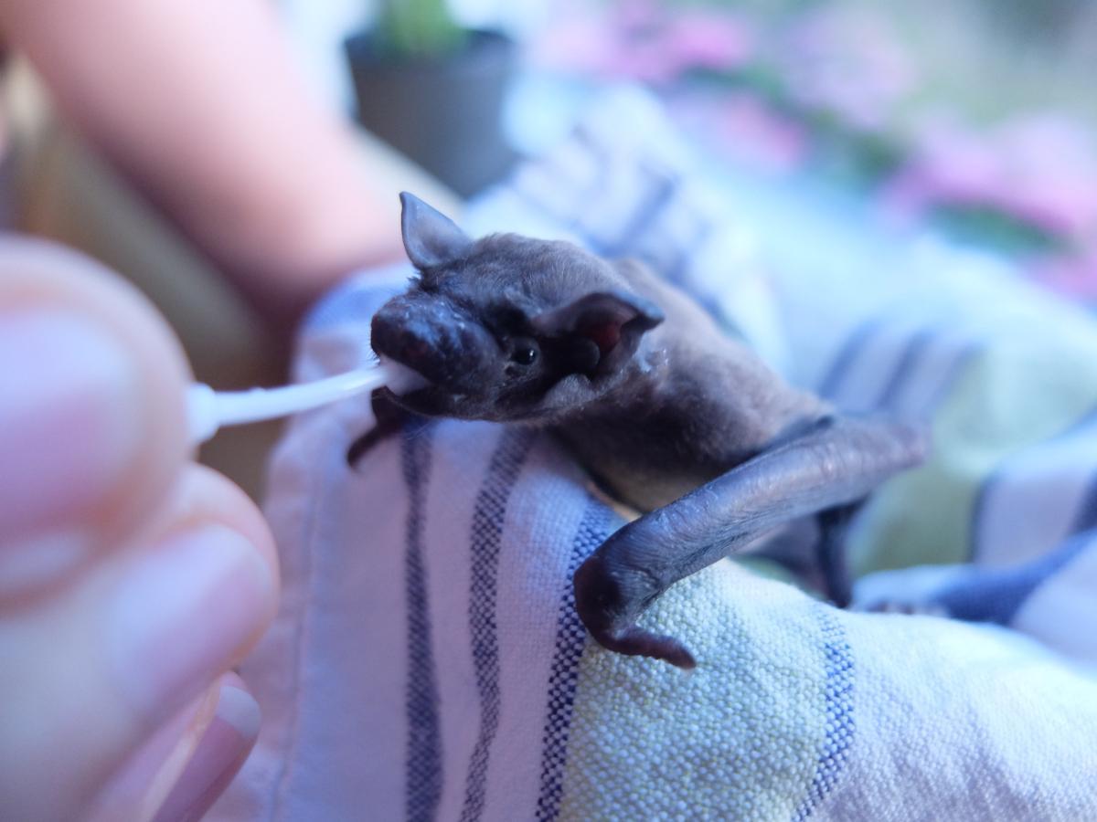 Jonge rosse vleermuis krijgt melk in vleermuisopvang. Foto: Mariska Nieuwenhuizen