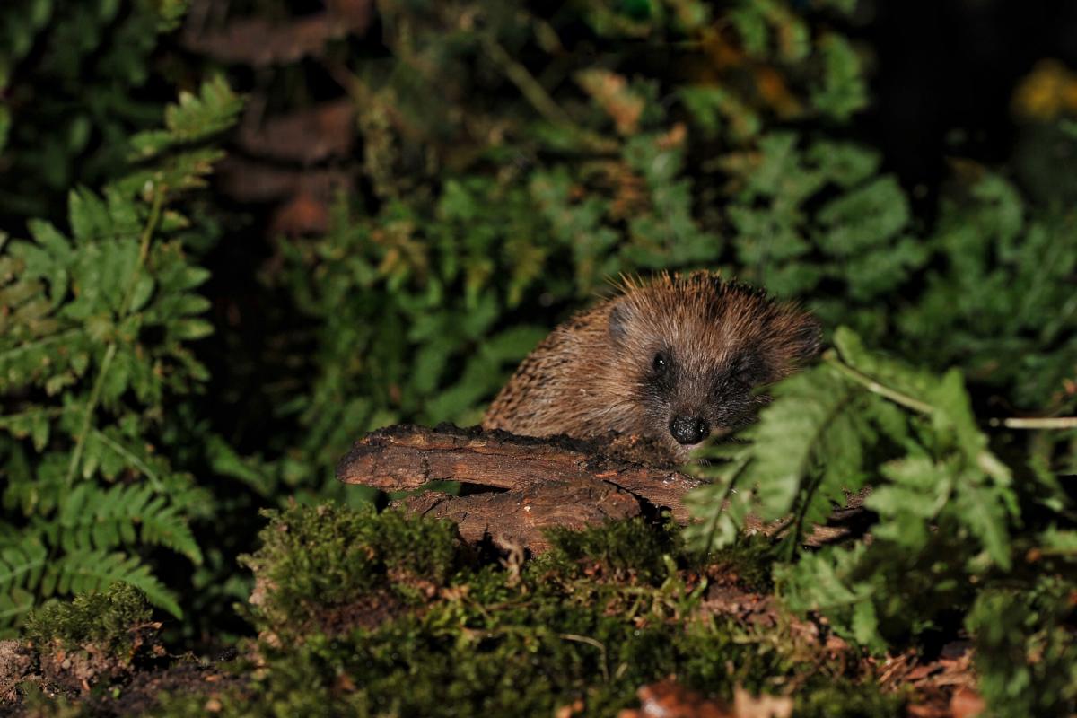 Egel (Bron: Bastiaan Willemsen)