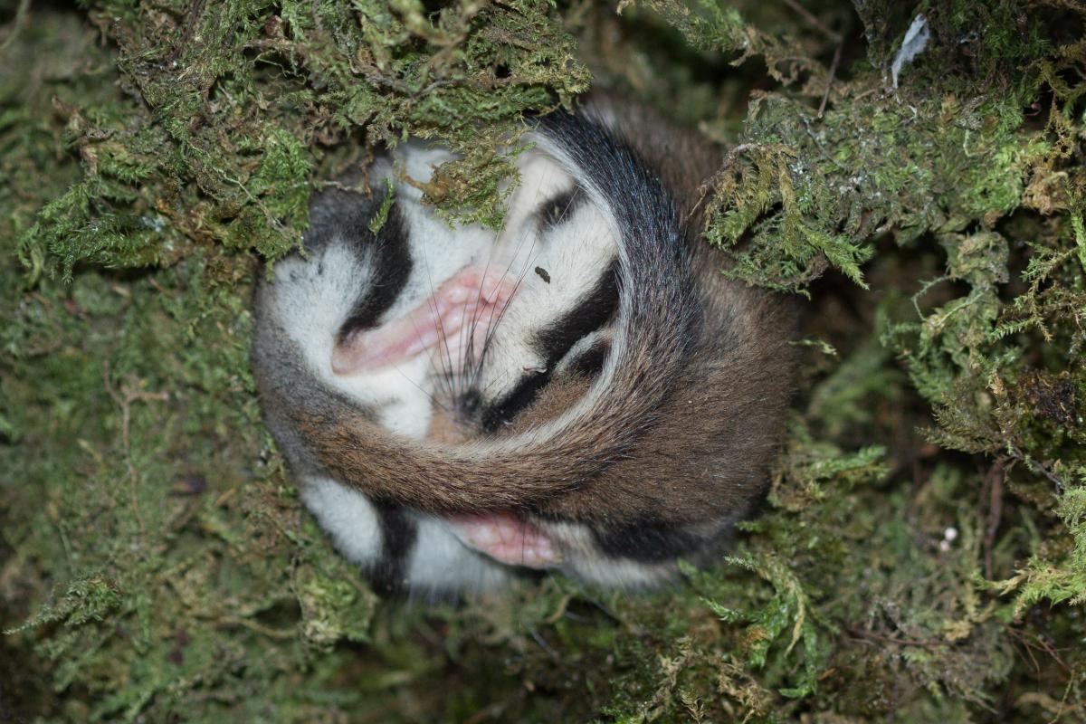 Slapende eikelmuis (Bron: Wesley Overman)
