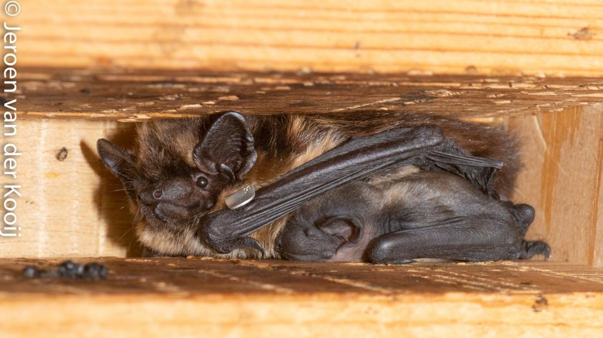 Noordse vleermuismoeder met jong Foto: Jeroen van der Kooij