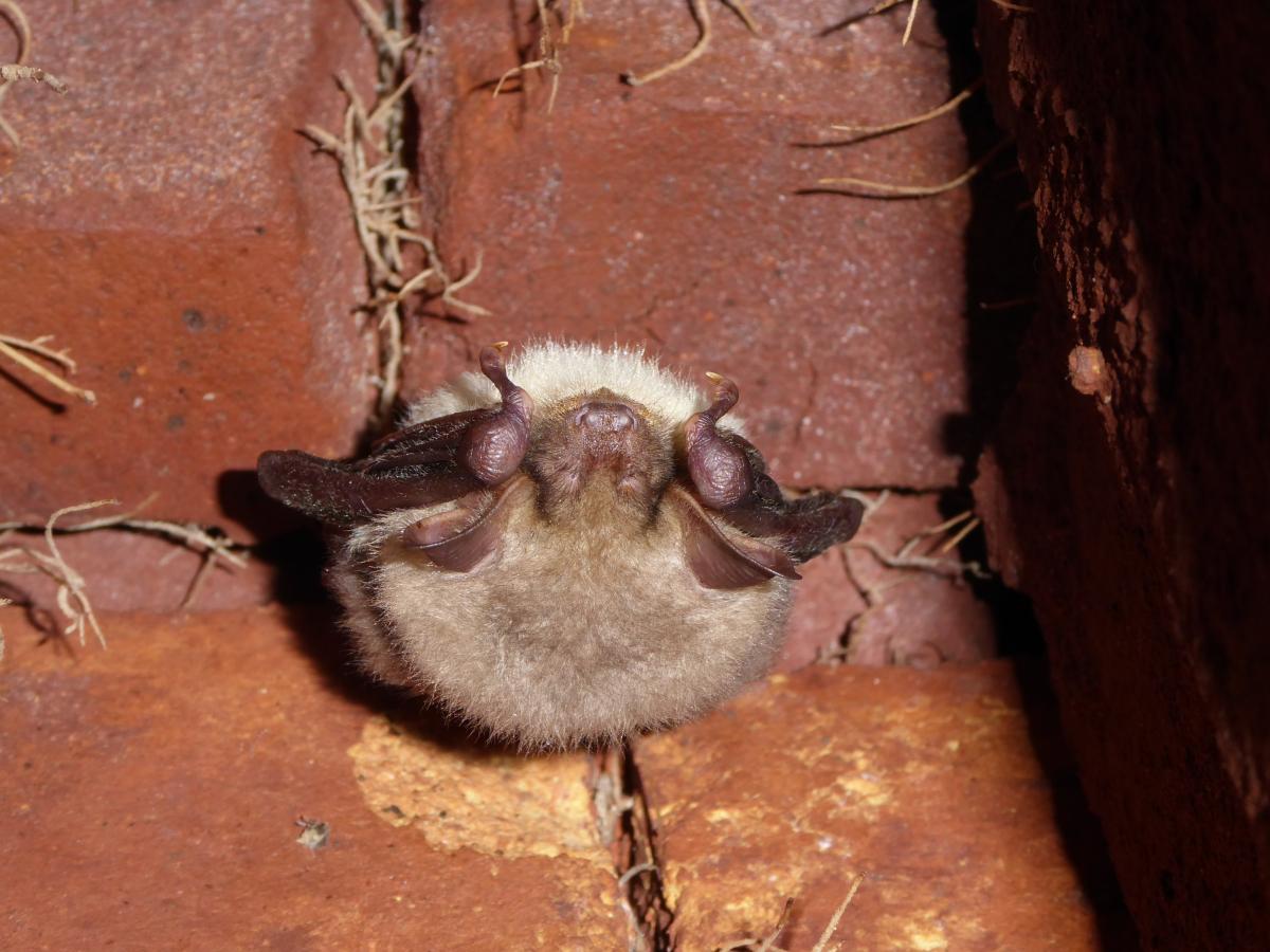 Vale vleermuis in winterslaap