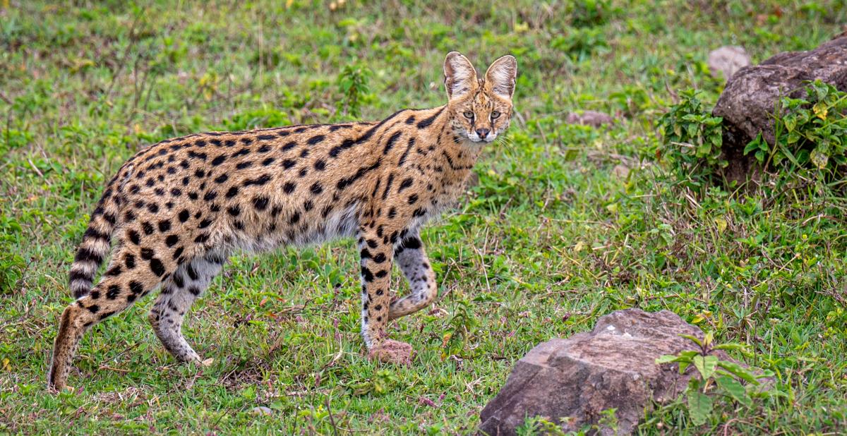 Serval (bron: Dirk Froebel, Wikimedia Commons)