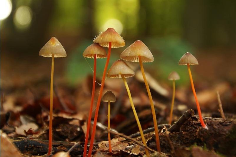 Prachtmycena