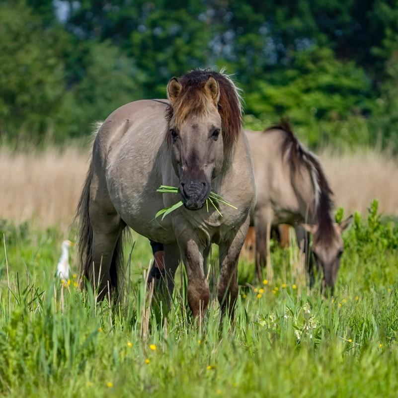 Begrazing is meer dan het eten van planten. Grote grazers poepen, verspreiden zaden en nog veel meer (bron: Fokko Erhart)