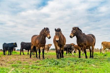 De intensiteit bepaalt vooral het resultaat van begrazing. Hier Exmoor-pony’s en taurossen op Keent (bron: Fokko Erhart)