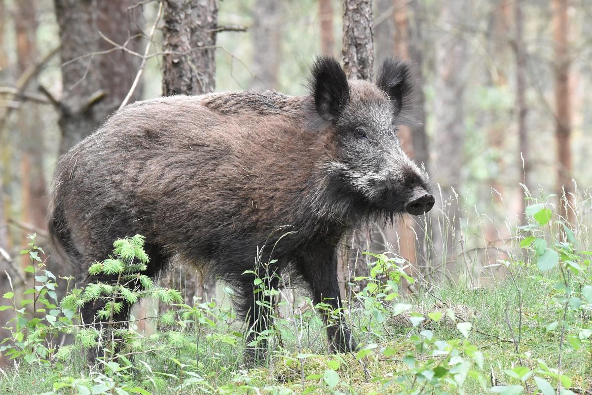 Wild zwijn (bron: Saxifraga-Luuk Vermeer)