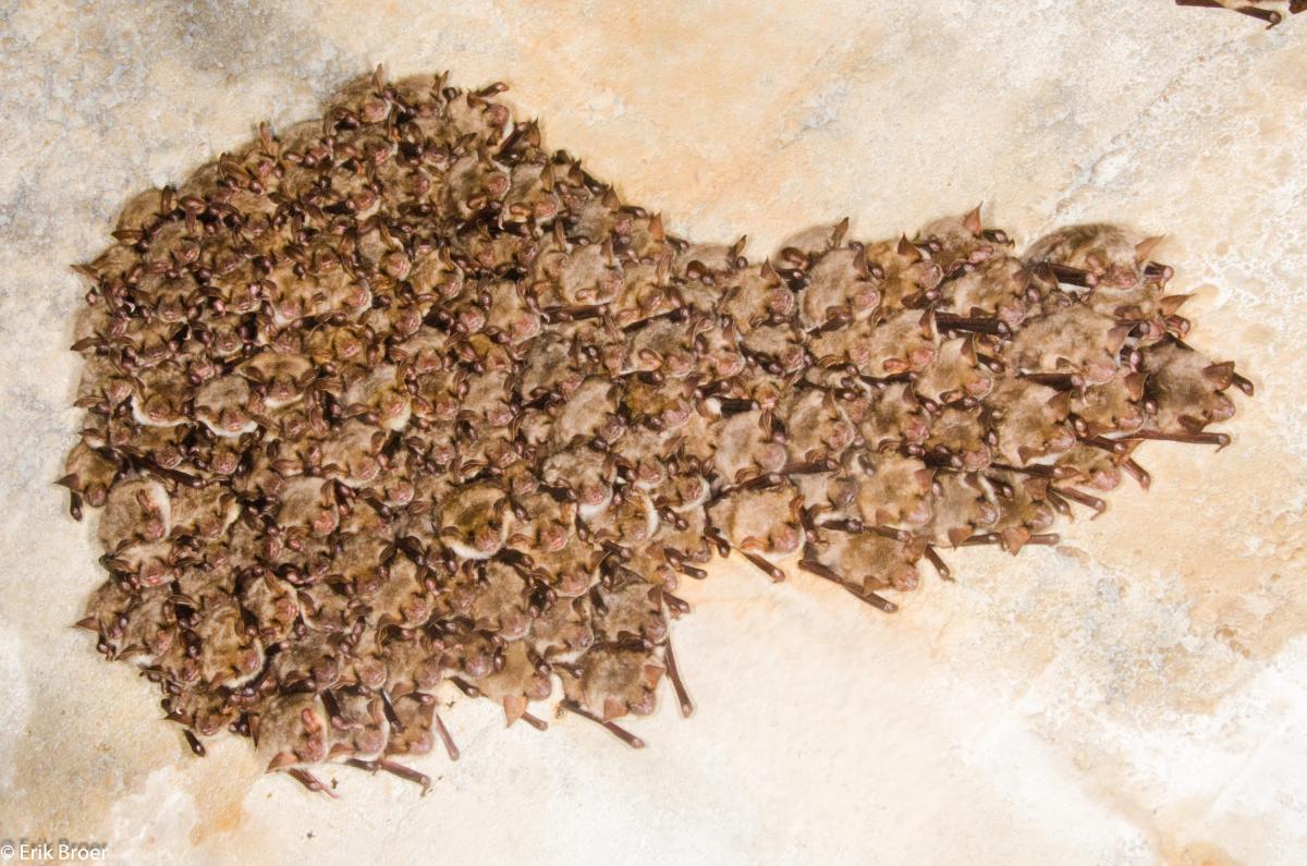 Een cluster van 153 vale vleermuizen in winterslaap (bron: Erik Broer)