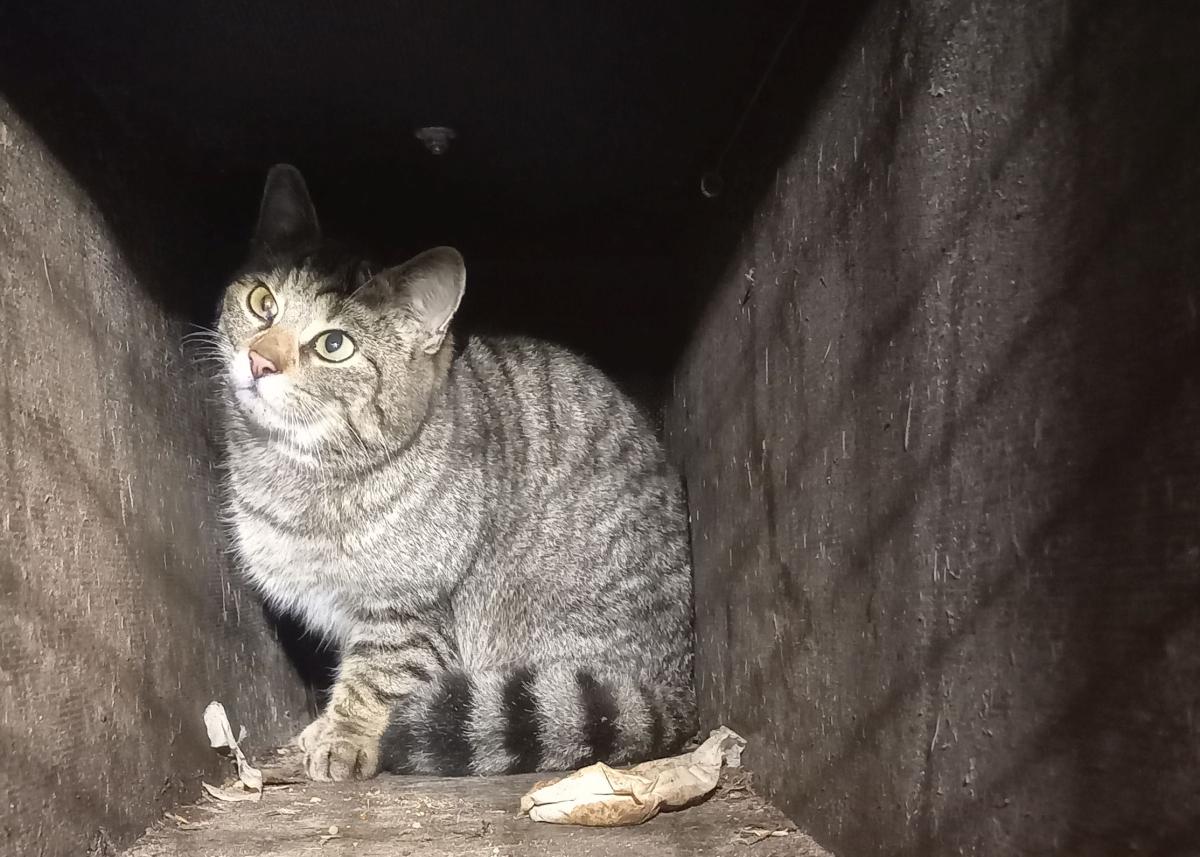 WK23-5-F, een hybride wilde kat x huiskat met uiterlijke kenmerken van een wilde kat (bron: René Janssen)