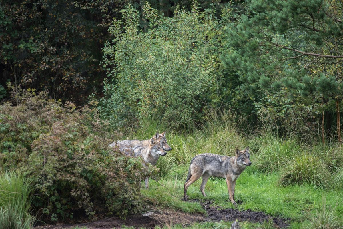 Wolven (bron: Dick Klees)