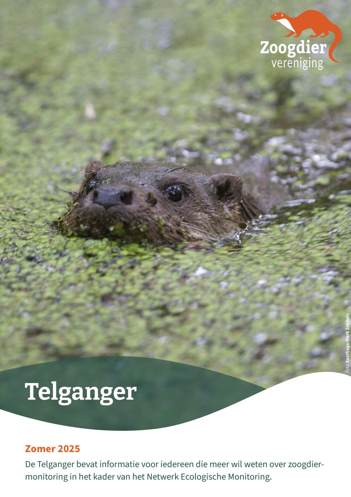 Telganger zomer 2025