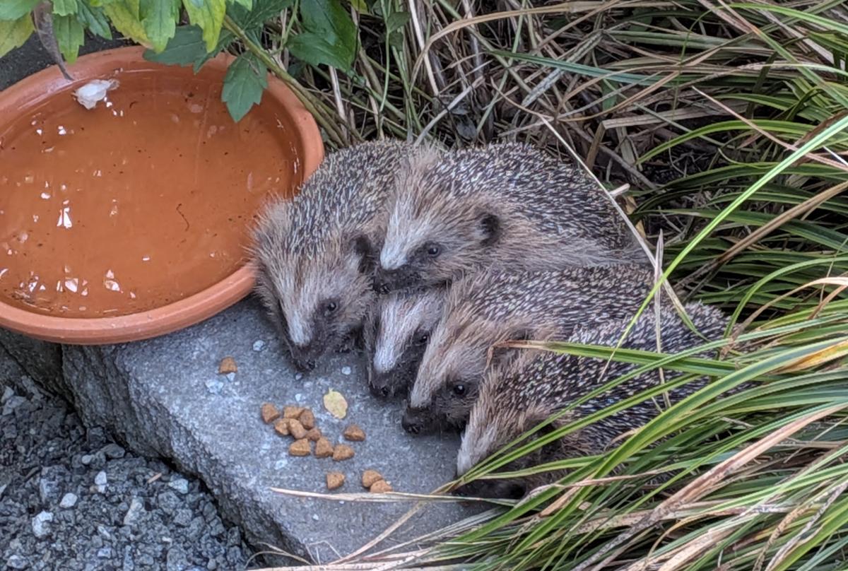 Egels in de tuin (bron: Theone Knecht-Evers)