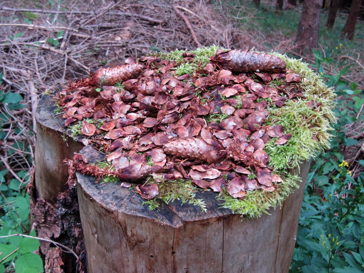 Vraatsporen van een eekhoorn (bron: Neeltje Huizenga)
