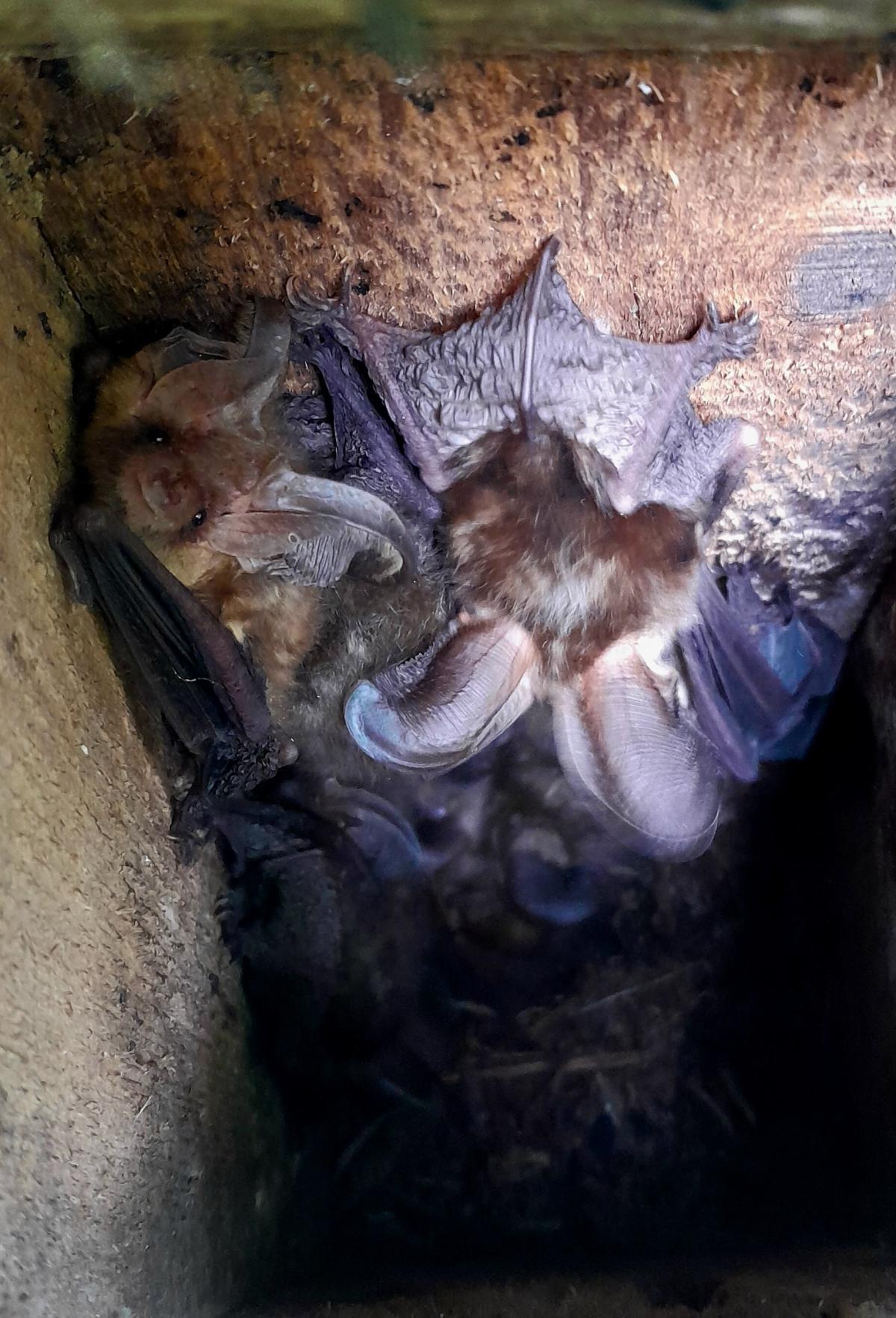 Grootoorvleermuizen in een houten mezenkast (bron: Deividas Makavicius (Vivara Pro))