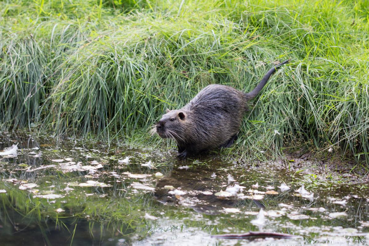 Beverrat (bron: Wesley Overman)