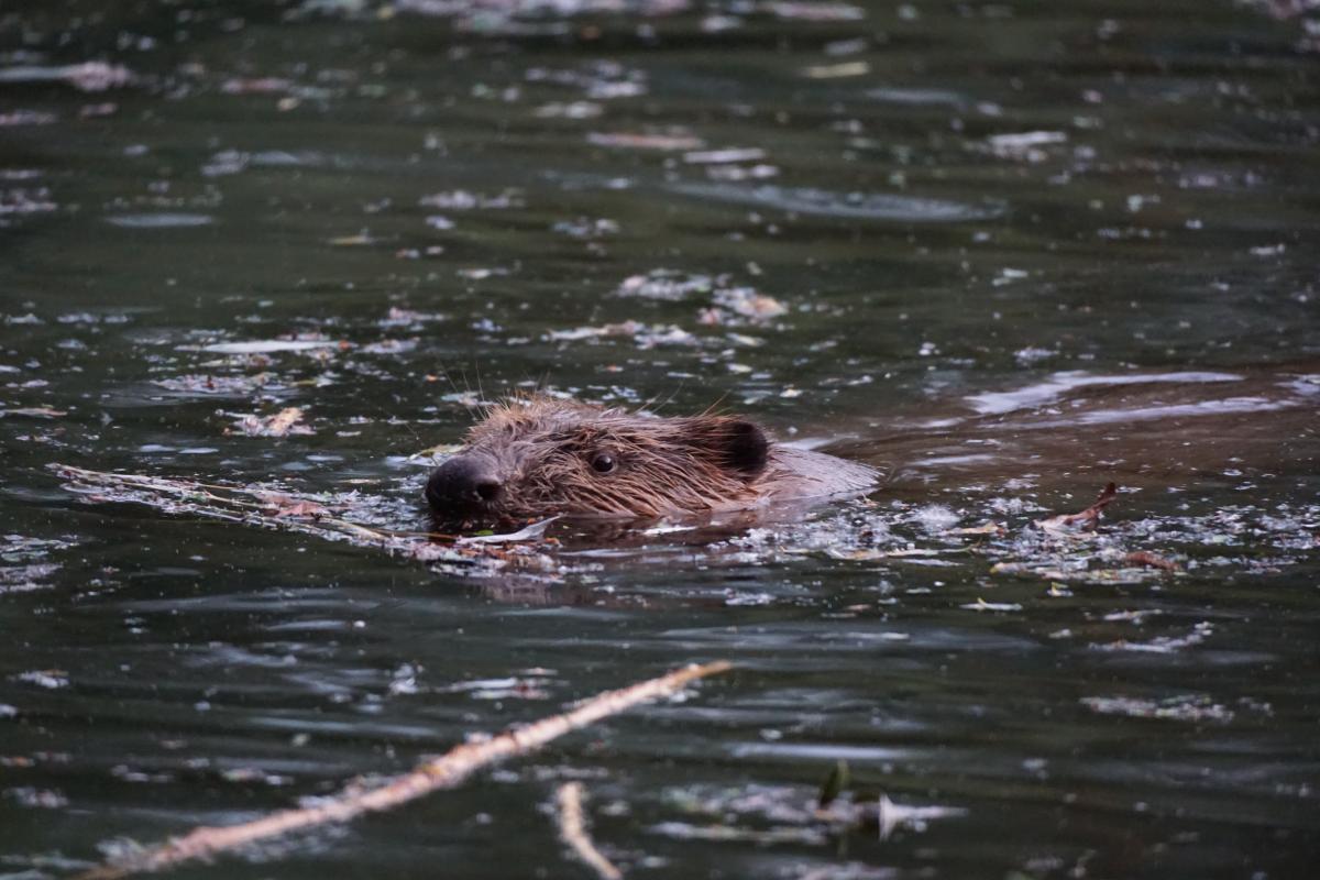 Bever (bron: Lidewij Disbergen)