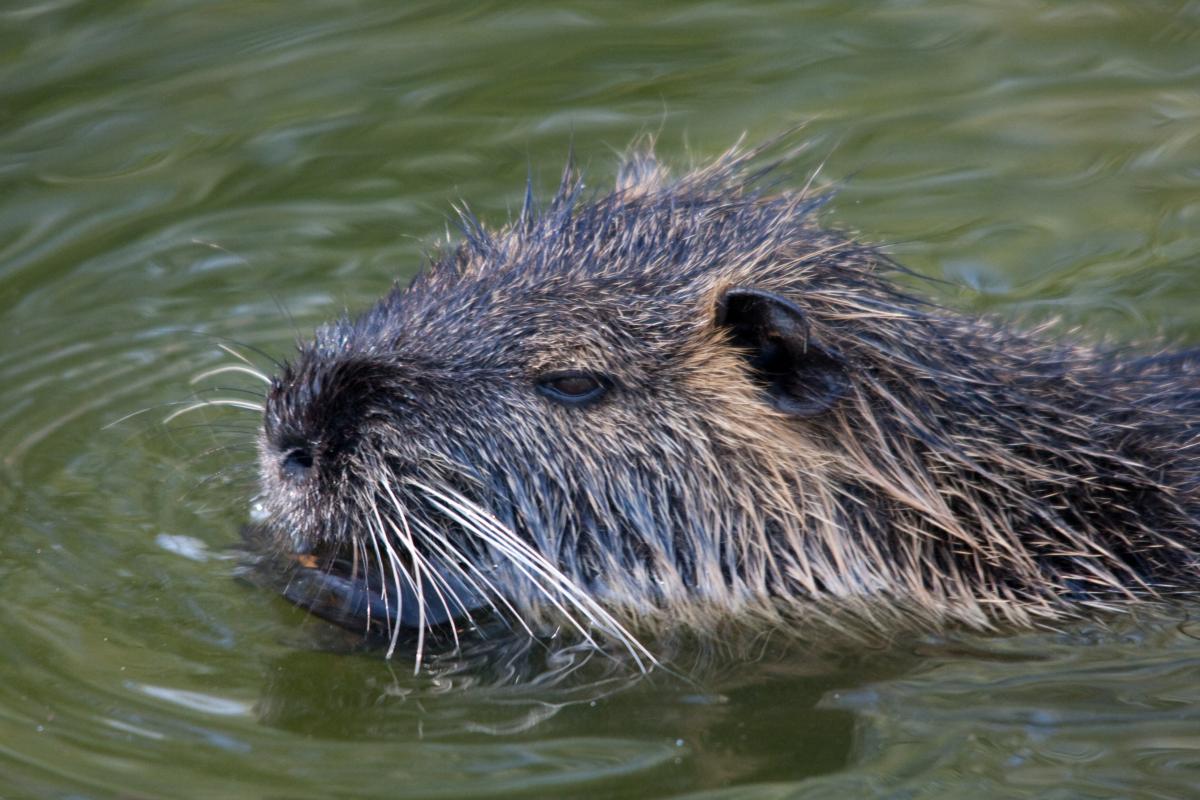 Beverrat (bron: Richard Witte)