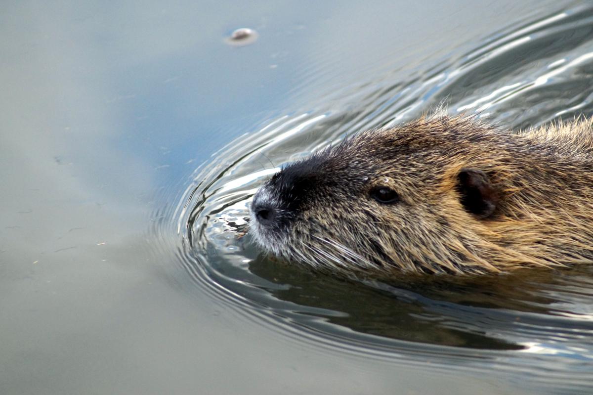 Beverrat (bron: Pascalle Dekker)