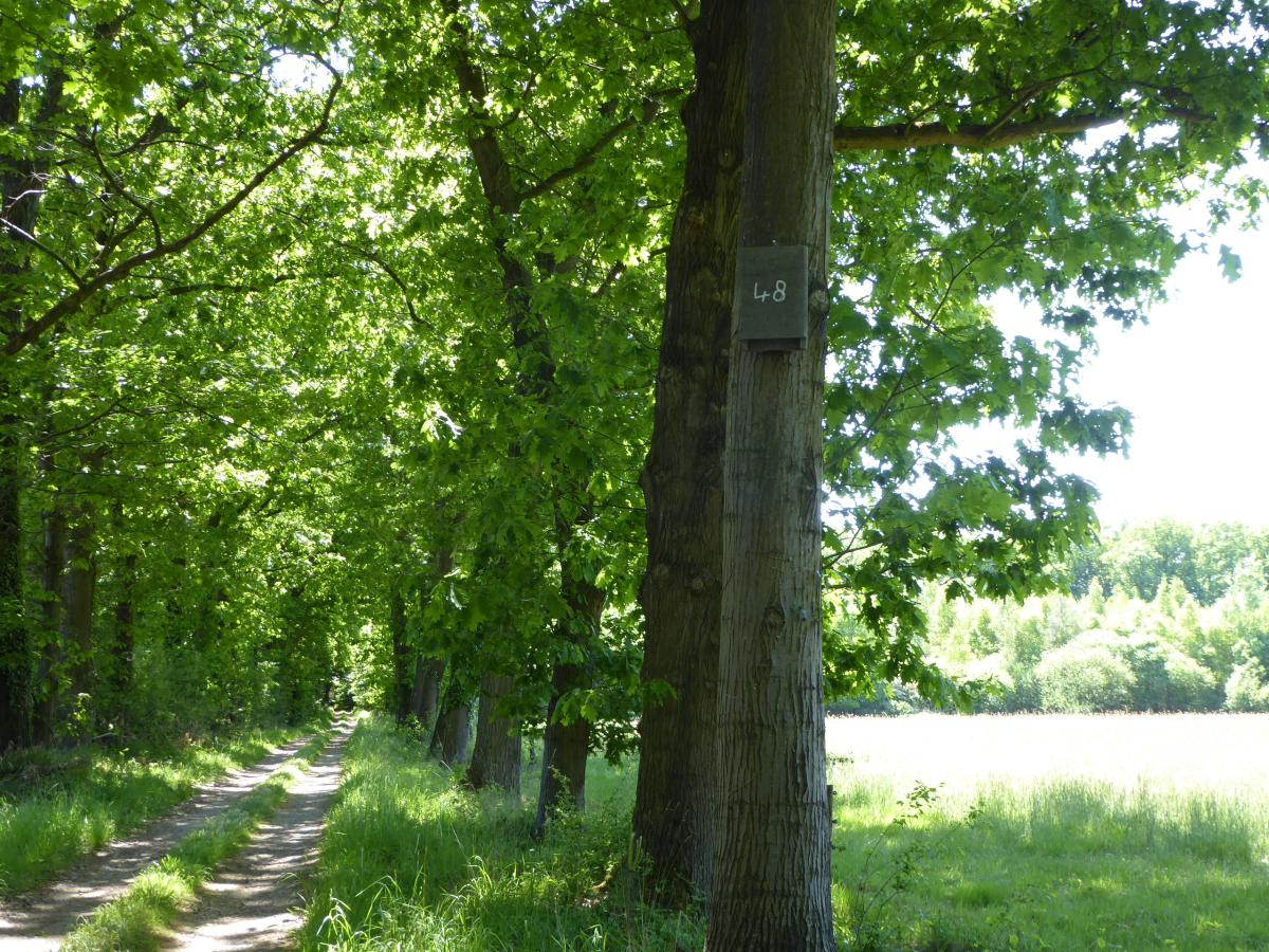 Eén van de 75 voor de mopsvleermuis opgehangen vleermuiskasten in de regio van Winterswijk (bron: Marjolein van Adrichem)