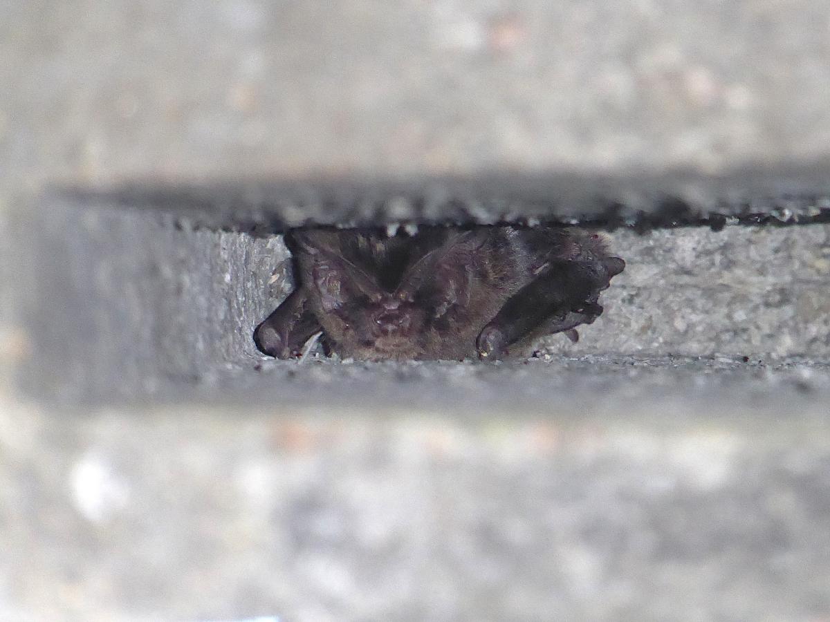 Eerste waargenomen mopsvleermuis in daarvoor opgehangen vleermuiskast (bron: Marjolein van Adrichem)