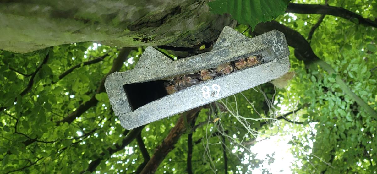 Groepje van ongeveer 15 gewone grootoorvleermuizen (bron: Joris Verhees)