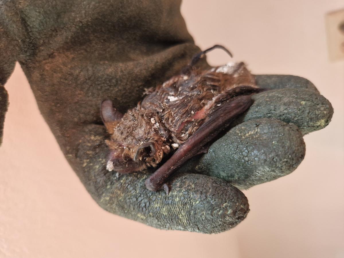 Bij het isoleren van gebouwen kunnen vleermuizen worden gedood. Deze laatvlieger heeft het vullen van een spouw met purschuim ternauwernood overleefd. (Bron: Peter Twisk)