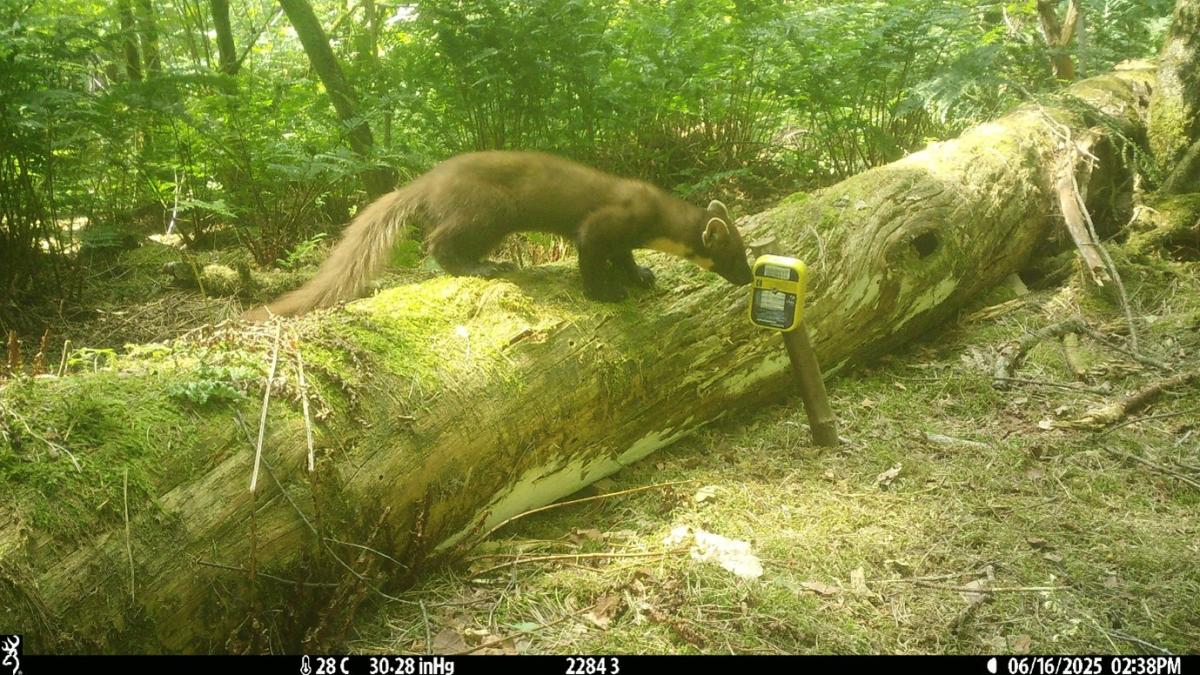 Wildcamerafoto in het kader van NEM Marters 2025 (bron: Jan Fonken)